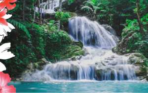 Excursion tropicale