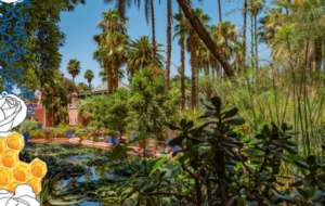 Jardin de majorelle